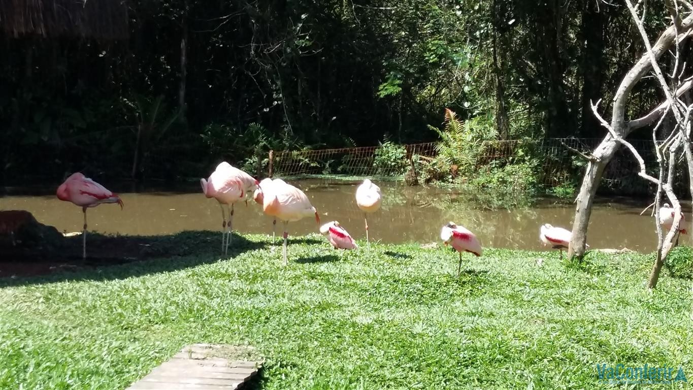 Beto Carrero World, um parque que não para de crescer. - VaConferir